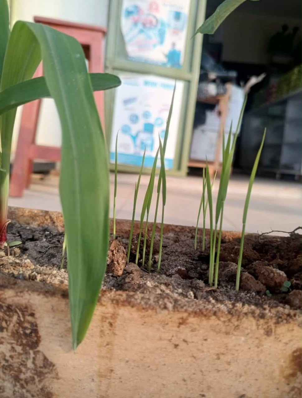 Healthy seedlings from a recent trial batch
