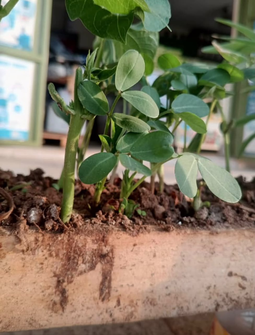 Germination trial setup
