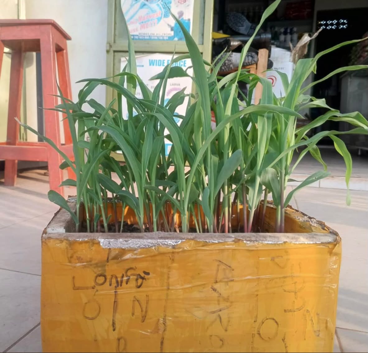 Seeds planted under controlled conditions